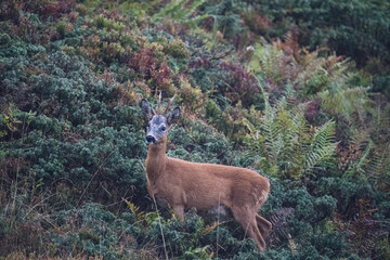 a old roe buck with a grey face is standing on the mountains in autumnal colors