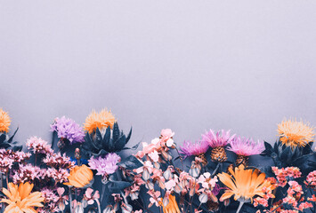 Alternative medicine. Medicinal herbs flowers, on a pastel background. Top view, copy space, banner.