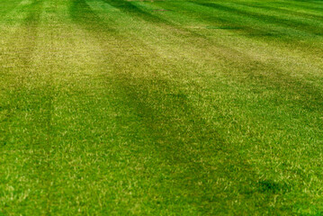 Fototapeta na wymiar dry grass on the field, damaged turf