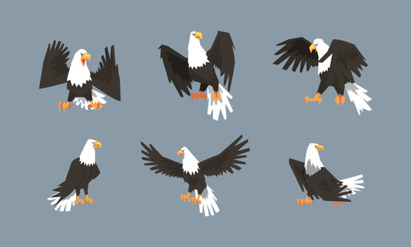 Eagle as Large Bird of Prey with Beak and Broad Black Wings in Different Pose Vector Set