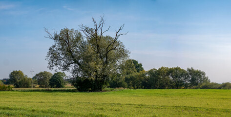 Fototapeta na wymiar Drzewo pośród pól i ścieżki w zachodniej Polsce jasne barwy niebiesko złote kolory lekko pochmurna pogoda