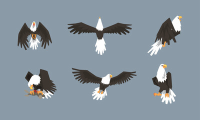 Eagle as Large Bird of Prey with Beak and Broad Black Wings in Different Pose Vector Set