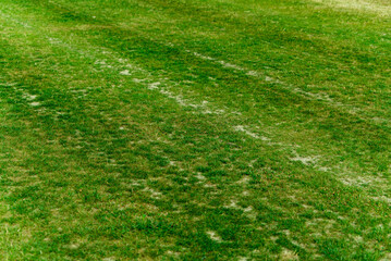 dry grass on the field, damaged turf