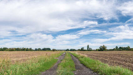 polna droga pośrodku łąk i pól, krajobraz wiejski w rejonie zachodniej polski a w tle zielone drzewa błękitne niebo z umiarkowanym zachmurzeniem - obrazy, fototapety, plakaty