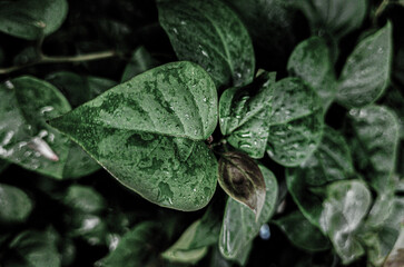 Rain drops on leaves flat lay photos