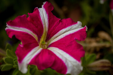 red hibiscus flower