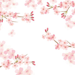 Fototapeta na wymiar Cherry blossom flowers background frame illustration
