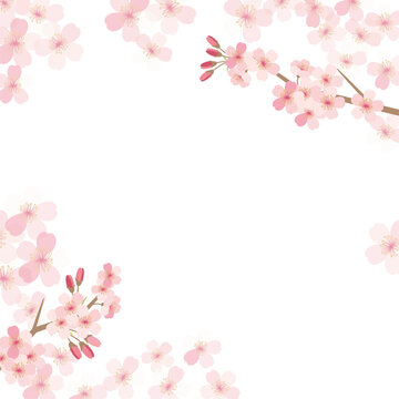 Cherry blossom flowers background frame illustration