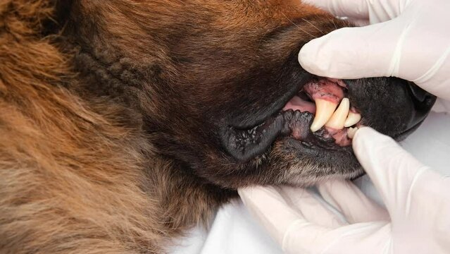 Veterinarian in white surgical gloves checking old German Shepherd dog's teeth. Close up.