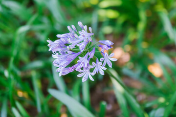 Blue-white agapanthus flowers close-up. Beautiful flowers in the park or garden.