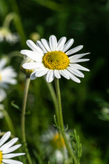 Obraz premium Chamaemelum nobile a summer flowering plant with a white summertime flower commonly known as common chamomile, stock photo image