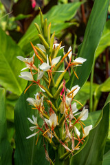 Hedychium gardnerianum a summer autumn fall flowering plant with a yellow springtime flower commonly known as Kahila ginger, stock photo image