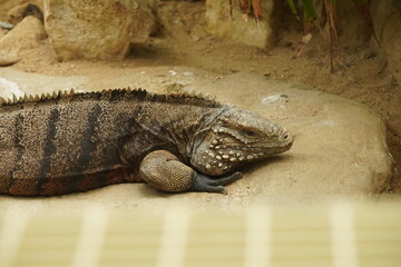 Island land iguana