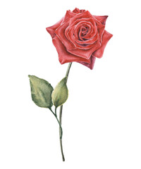 Watercolor hand drawn red rose flower