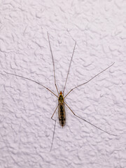 closeup of a Nephrotoma perched on a white wall