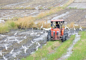 Farmers use tractors in the fields.