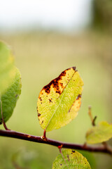 Green Leaf on a Branch