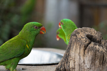 Three small parrot birds drinking. 