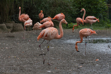 flamingos in the zoo