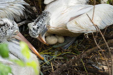 Pelican in the nest