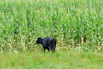 Fototapeta premium black cow in a green corn field on a cloudy day in autumn