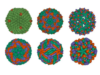 Diversity of capsid proteins structural arrangements in icosahedral viruses, 3D Gaussian models, transparent background