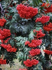 A lot of mountain ash on the tree. Beautiful nature background with orange autumn rowan with green leaves. Ashberry background.