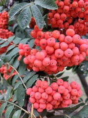 Close up mountain ash on the tree. Beautiful nature background with orange autumn rowan with green leaves. Ashberry background.