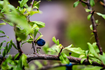 Berry on a Green Bush