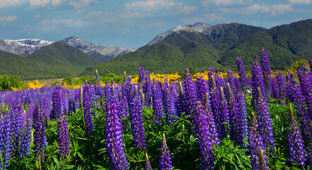 Obraz premium The lupine blossom field in spring season wild area and blue sky mountain background