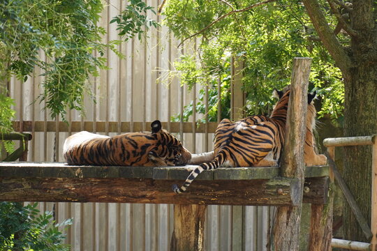 Two sleeping tigers in the zoo.