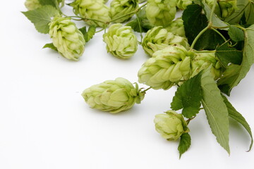 hop cones with leaves on a white isolated background