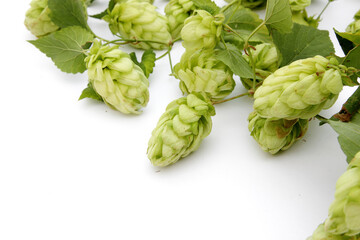 hop cones with leaves on a white isolated background