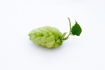 hop cones with leaves on a white isolated background