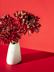 Monochromatic red toned image of elegant chrysanthemums in simple vase. One-coloured autumn seasonal background with bright sunlight and hard shadows. Florist occupation. Minimalist interior.
