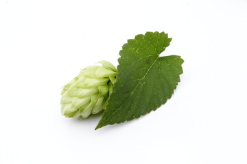 hop cones with leaves on a white isolated background