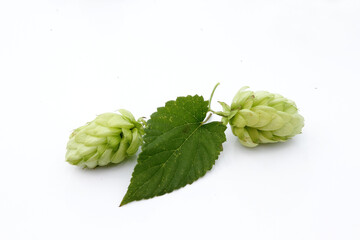 hop cones with leaves on a white isolated background