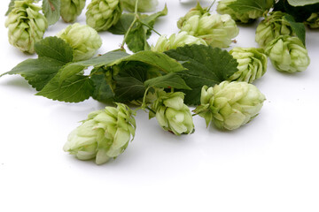 hop cones with leaves on a white isolated background