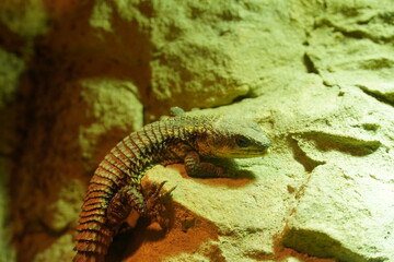 Middle-size dragon-type lizard on rocks. Powerful heating lamp light. 