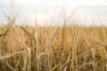 Obraz premium Agricultural landscape with ears of rye. Grain harvest