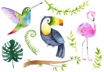 Watercolor jungle illustration, safari baby animal illustration. Flamingo,  toucan, hummingbird, wild animal graphic collection. Exotic birds and flowers