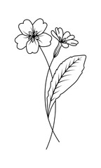 Primrose Illustration February Birth Month Flower - 531030357