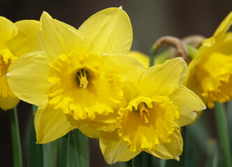 Narcissus flower yellow or false