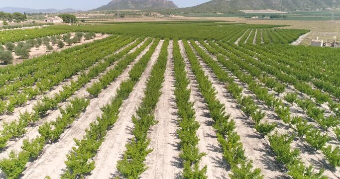 &Aacute;rboles junto a salina seca y abandonada desde el aire