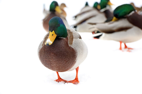 Mallard ducks resting on the snow. Flock of wild ducks in winter season