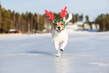 Funny dog wearing antlers of Christmas reindeer running in fairy winter scene. Background with...