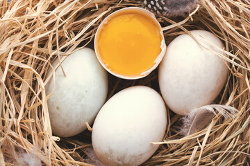 Duck eggs nest, spring Easter symbol.