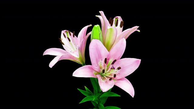 A flower opens. Pink lily flower on a black background, known as Lilium parryi. Time interval