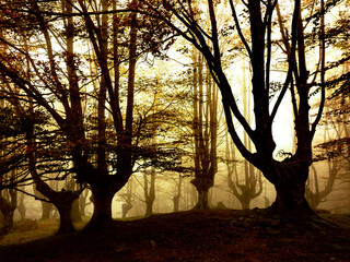 Mysterious oak forest in Belaustegui in autumn, Euskadi, Spain
