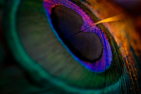 Beautiful and colorful peacock bird feather closeup abstract lines pattern texture natural background image concept, Beautiful bokeh blur light image, Beautiful color contrast concept.